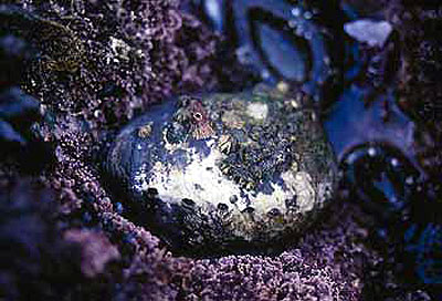 Black abalone
