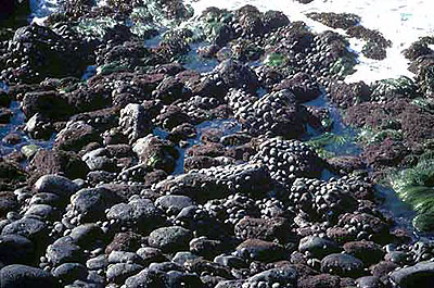 Black abalone