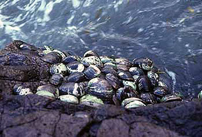Black abalone