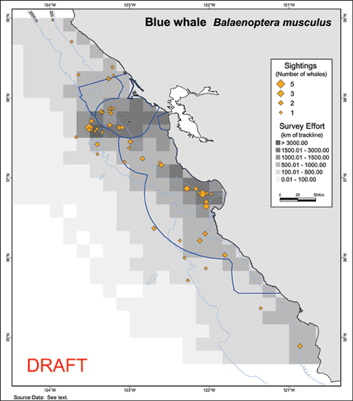 Blue whale density map