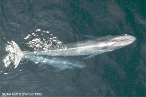 Blue Whale
