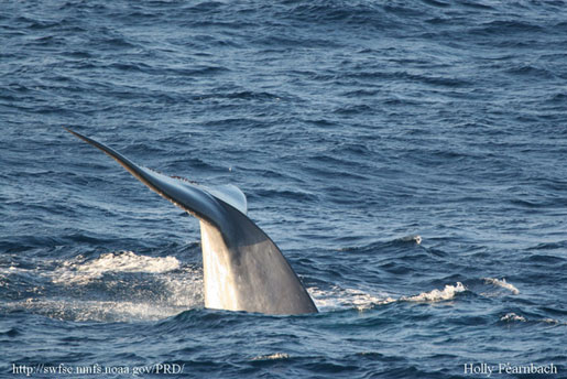 Blue whale
