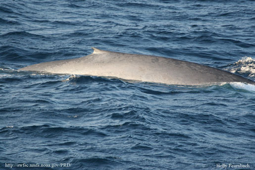 Blue whale