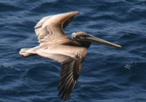 California Brown Pelican