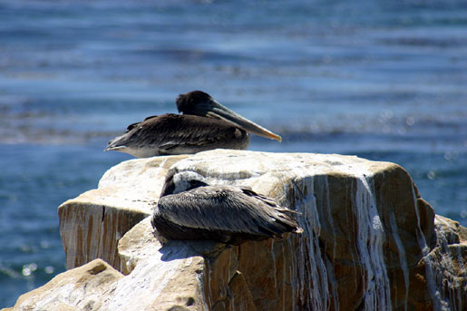 Brown pelican