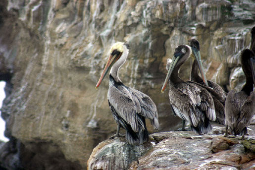 Brown pelican