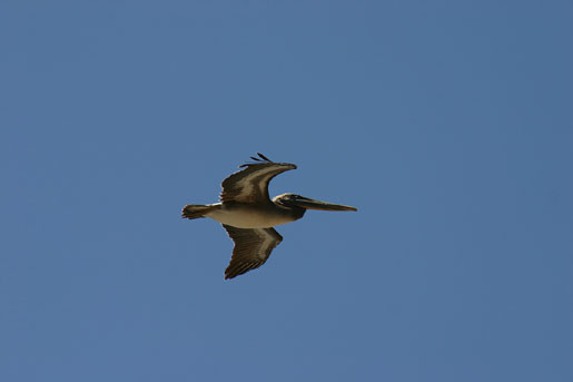 Brown pelican