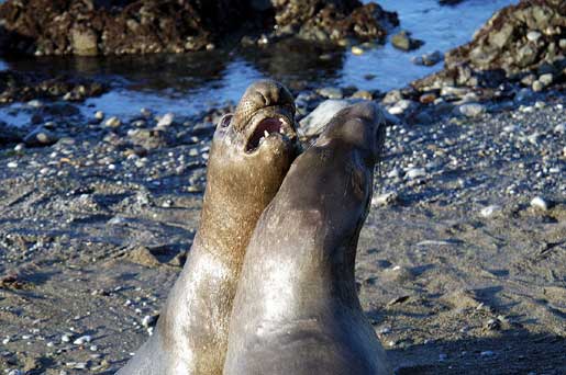 Elephant seal