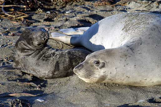Elephant seal