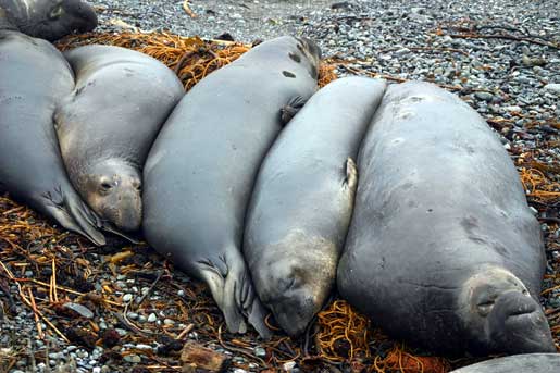 Elephant seal