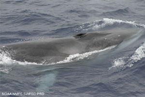 Fin whale