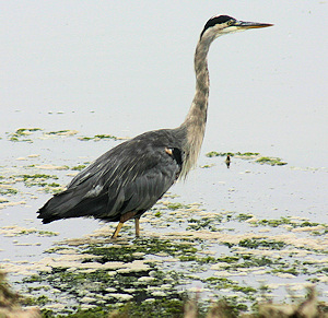 Great blue heron