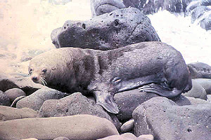 Guadalupe fur seal