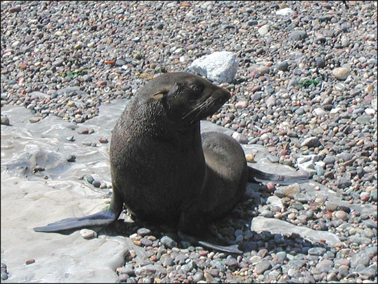 Guadalupe fur seal