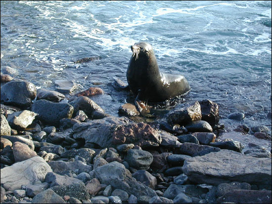 Guadalupe fur seal