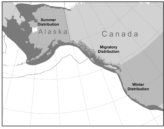 Gray whale distribution map