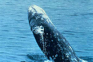 Gray whale