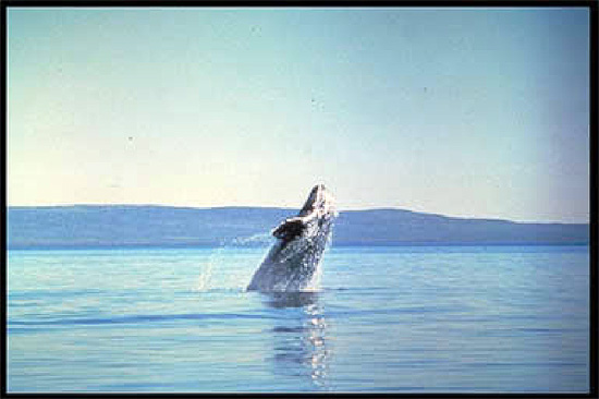 Gray whale