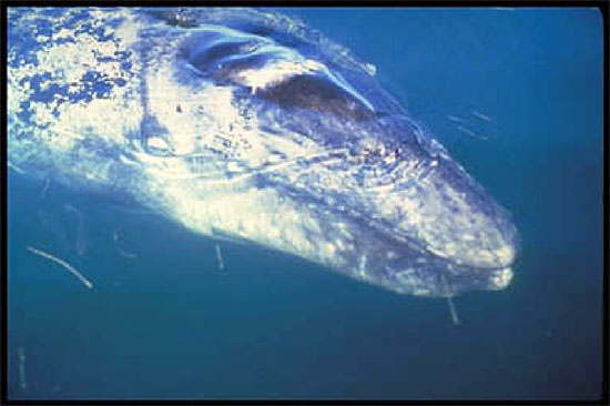 Gray whale