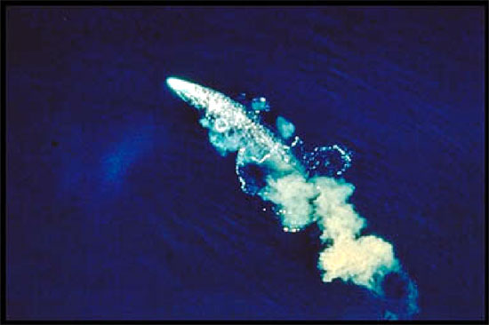 Gray whale