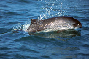 Harbor porpoise