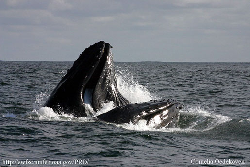 Humpback whale