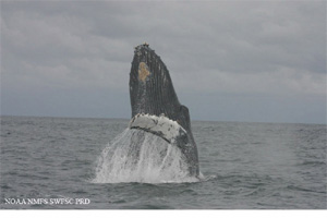 Humpback whale