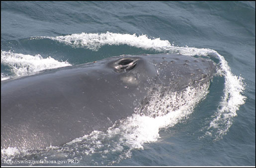 Humpback whale