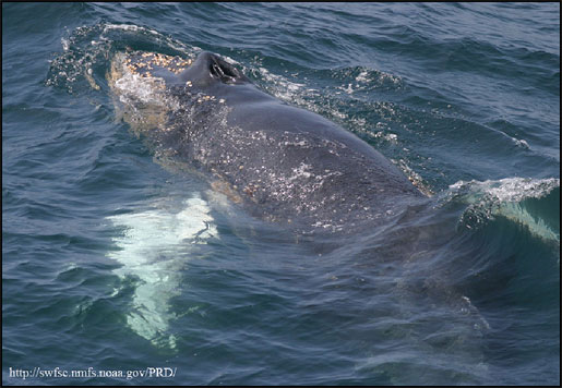 Humpback whale