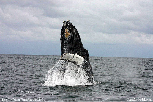 Humpback whale