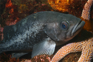 Black rockfish