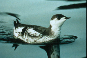 Marbled Murrelet