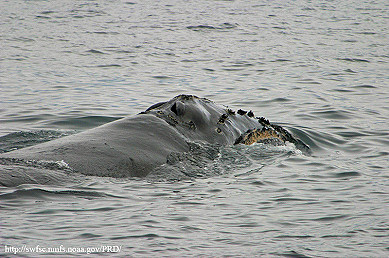North Pacific right whale