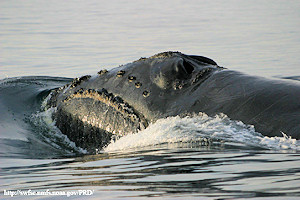 North Pacific Right Whale