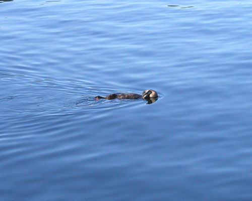 Otter