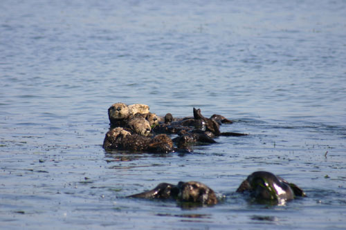 Otter raft
