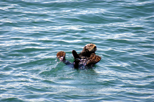 Otter