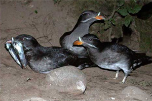 Rhinocerous Auklet