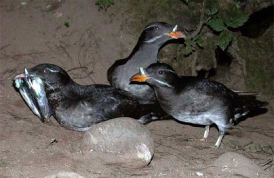 Rhino auklet