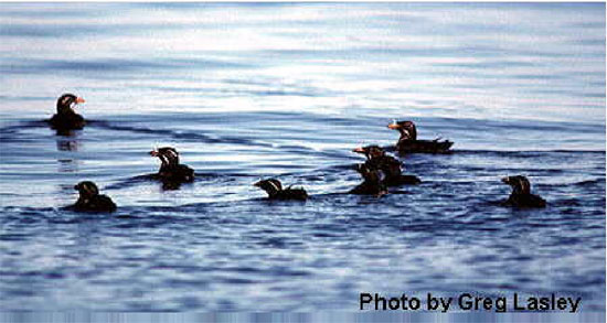 Rhino auklet