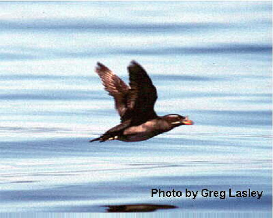 Rhino auklet