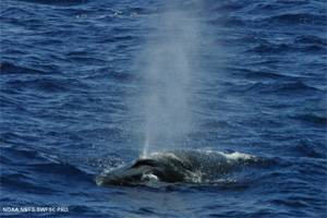 Sei Whale