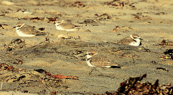WSP Feeding