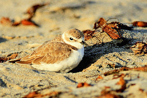 Western snowy plover