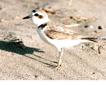W. Snowy Plover