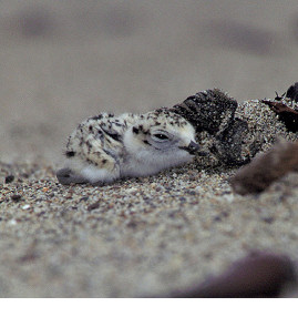 W. Snowy Plover