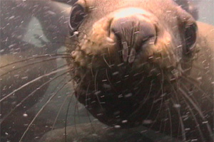 Steller Sea Lion