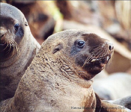 Steller sea lion