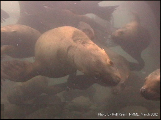 Steller sea lion