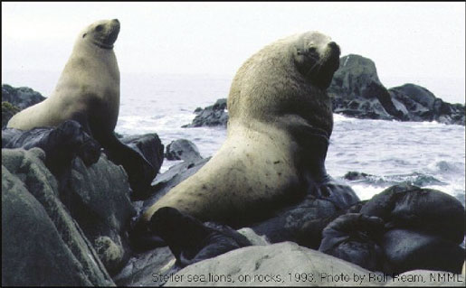 Steller sea lion